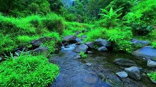 Mountain Stream Flowing. Gentle Water Sounds. Relaxing Nature Ambience for Deep Sleep