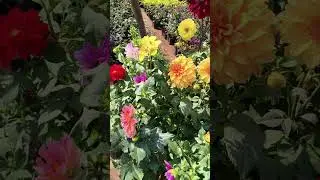 beautiful flowers #viral # trending yt shorts