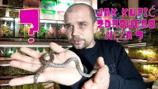 Jak ocenić kondycję węża przy zakupie ? Varan - Sklep Terrarystyczny - poradnik.