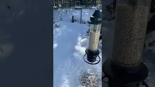 Episode #11 Bird Tracks in a Winter Wonderland!