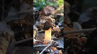 Сморчок полусвободный (Morchella semilibera) short #shorts