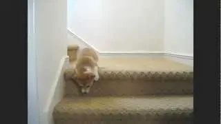 Corgi puppy going down the stairs