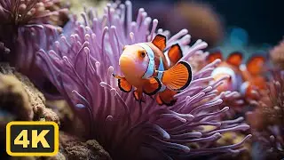 2-Hour Aquarium Experience with Relaxing Music - Beautiful Coral Gardens -  VIbrant fish