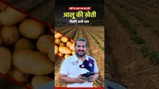 मंडी पर नज़र रख कर करें आलू 🥔 की खेती मिलेंगे अच्छे दाम 💰#potatofarming #kheti #profitablefarming