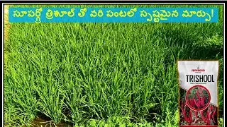 Supergro Trishool తో వరి పంటలో అద్భుతమైన మార్పు | రైతు అనుభవం | ఆరోగ్యకరమైన వరి చేను 🌾#వరి #వరిసాగు
