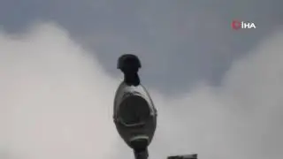 Kargaların unuttuğu cevizler ağa&ccedil; oluyor