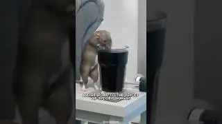Rat 🐀 One Of The Most Intelligent Animals In The World #shorts