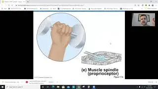 Anatomy Chapter 7, Part 1: The Nervous System