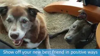 How To Advocate For Dog (and Cat) Adoptions