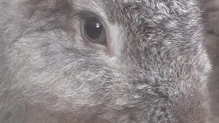 rabbit Refreshing #silverrabbit #brownrabbit #cottontailrabbit #101rabbits #biggestrabbit #bunnymoon