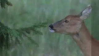 In einem Wald in Graub&uuml;nden 9. August 2024