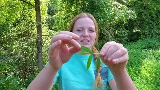 Invasive plant species in the eastern United States