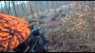 Chasse : grosse compagnie de sangliers &agrave; 10 m&egrave;tres !