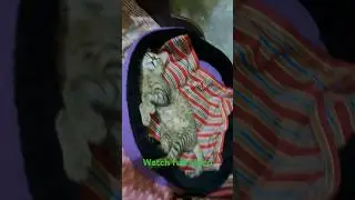 funny  cat 🐈 #shrotvideo #❤️❤️