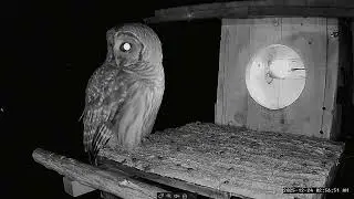 Christmas Eve Present, Mama Owl   Leesville Owls 2   2025 12 24