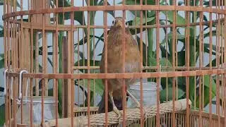 Họa mi hót sáng kích mộc- Luyện giọng hay ép bỏi sổ giọng căng lửa- Họa Mi hót đấu