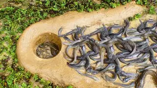 fishing trap! a smart fisherman skill make fish trap by muddy soil in field -fish in to the trap