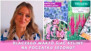 Dlaczego warto wysiać byliny w lutym? Pierwsze wysiewy kwiatów, zimowy siew bylin.
