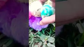 Beautiful chicken chicks sounds | Rainbow ChicksThe Most COLORFUL Chicks on the Planet #shorts