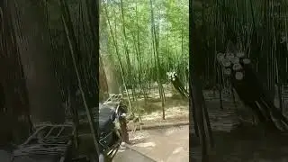 Motorcycle Towing Bamboo: Green Power in Forest Work!