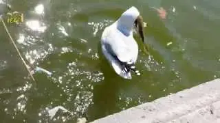 smart bird fishing with bread (gabbiano pesca col pane)