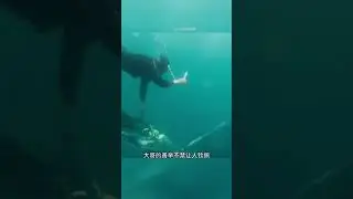 তিমি মাছের প্রাণ বাঁচালে।  Timmy fresh Pran bachelor .. #Timi fish video #short video