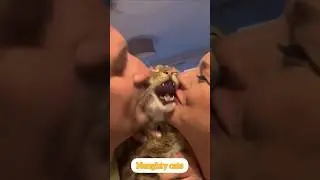 These Cats Have ZERO Chill 😹 | Naughty & Hilarious!#NaughtyCats #FunnyCatShorts #CatFails