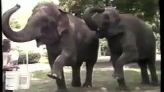 Buffalo Zoo (1985)