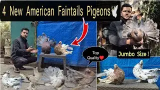 AMERICAN FANTAIL PIGEONS KA SHOQ!😍🕊