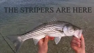 Early Spring-Striped Bass and Searobin fishing on Long Island- J.A.S. Fishing