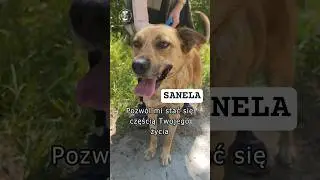 SANELA - jest gotowa do pokochania i adoptowania / czytaj opis ! #dog #pies #shorts  #shortvideo