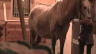 Дыхание по Бутейко. (Equine Breathing)