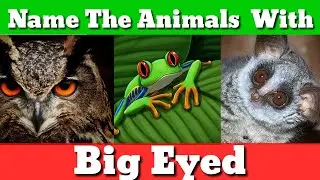Big Eyed Animals | Big Eyes animals | Learn the Names of animals with Big eyes