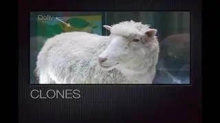 Winecast: Clones