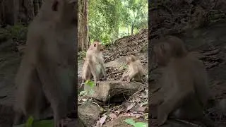 Where Love and Laughter Grow#56 #monkey #monkeymom #cute