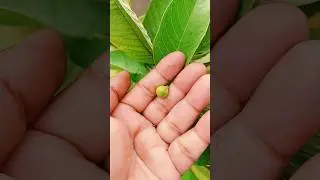 Guava Time lapse video nature #timelapse #fruitlovers #naturelovers #shorts #shortsfeed #viral