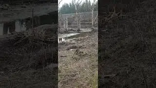raccoon attack #raccoon #viral #animals #explosion #justinbieber
