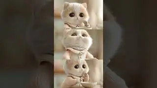 #edm cute cat 😻💕🐾 #cat #cute #pets