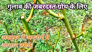 PRUNING से पहले अक्टूबर में गुलाब पर करें ये काम | ग्रोथ होगी दोगुनी 🌹
