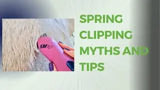Clipping the shedding horse in spring? Let's talk about horse clipping myths and tips.