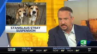 Stanislaus Animal Services pauses stray dog intake after 'strep zoo' detection