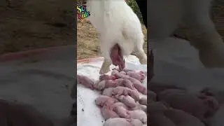 ￼ The rabbit giving birth 30.babies ￼ #animals #rabbit #newborn #baby #shorts #ytshorts #shortsfeed