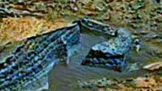 Martians alive &copy; 2022: 
