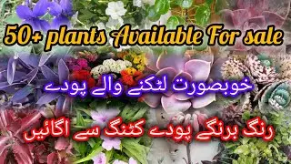 50+ Permanent Plants Available For Sale | Best Hanging Plants Grow From cutting 