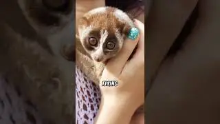 The Only Flying Mammal Unveiling Nature's Aerial Wonders #animals