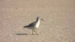 Knot. Исландский песочник. Calidris canutus.