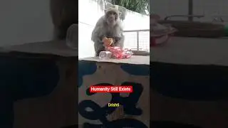 A Kind Heart for an Old Monkey | Humanity Still Exists 🐒❤️ #shorts