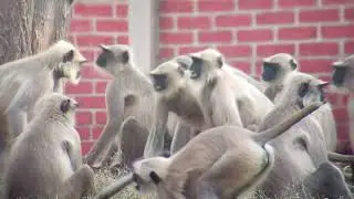Monkeys Playing and Fighting  Unexpected Ending #Monkeys #Wildlife #FunnyAnimals 