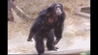 Krefelder Zoo Schimpanse wirft kot