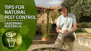 Top tips for natural pest control including rats, possums and birds